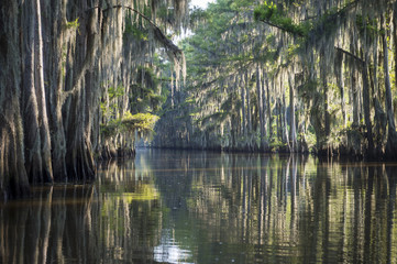 Naklejka premium Still misty morning view of the scenic waters of Caddo Lake, the Texas - Louisiana swamp