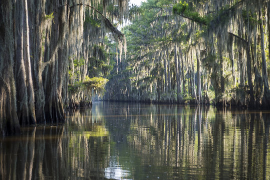 Still misty morning view of the scenic waters of Caddo Lake, the Texas - Louisiana swamp