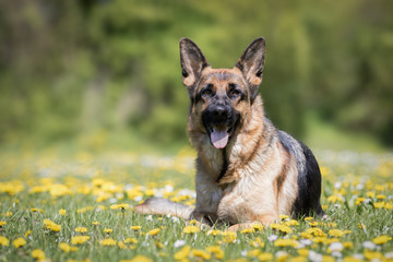 Deutscher Schäferhund