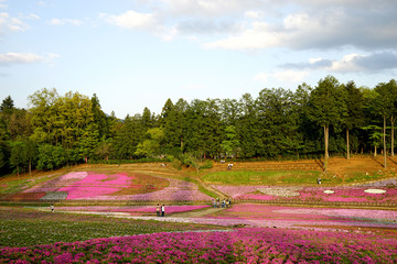 Obraz premium 芝桜