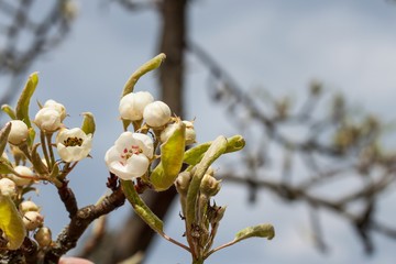 Pear Flower. Fruit in the spring. Growing and selling of pears.