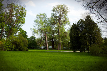 Poplars