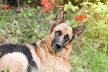 Deutscher Schäferhund