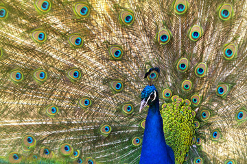 Obraz premium Peacock close up with tail.