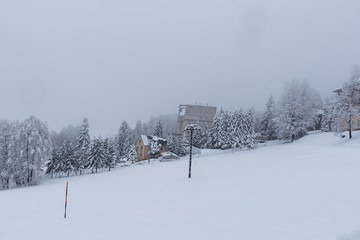 Snow meadow with snowy trees in landscape