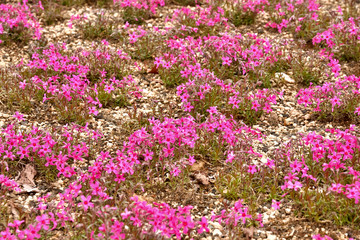 芝桜　スカーレットフレーム