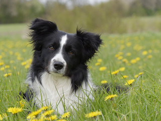 Border Collie Portrait