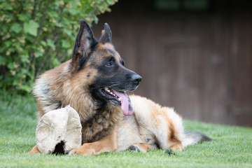 Deutscher Schäferhund