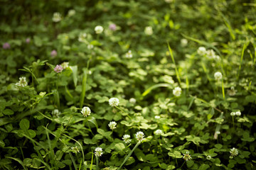 Beautiful clover flowers in the summer field