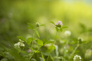 Beautiful clover flowers in the summer field