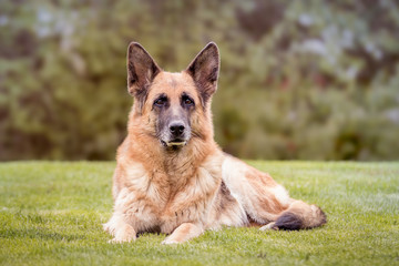 Deutscher Schäferhund