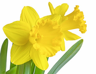 Yellow garden daffodils against white.