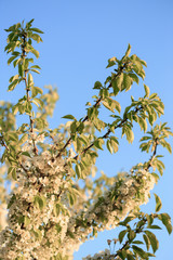 Fruit trees in bloom in the spring against the sky