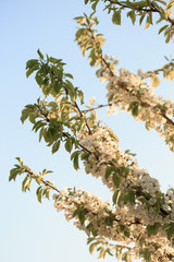 Fruit trees in bloom in the spring against the sky