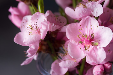 pink cherry blossom twigs flowers close up on gray background