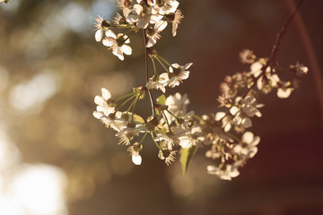 Fruit trees in bloom in the spring against the sky