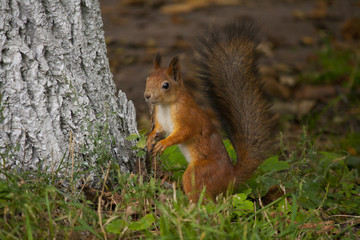 Squirrel near the tree