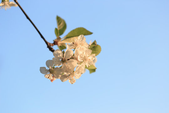 Fruit trees in bloom in the spring against the sky