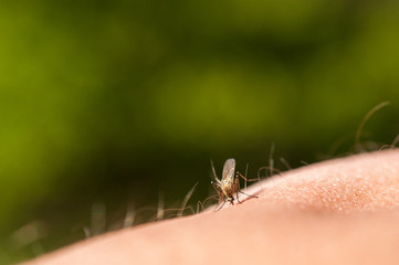 Photo of a close-up of a mosquito sitting on skin, disease carrier of malaria, insects