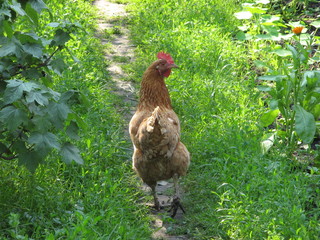 Chicken on the grass