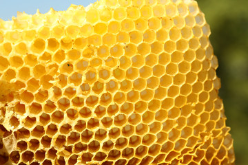 Honeycomb