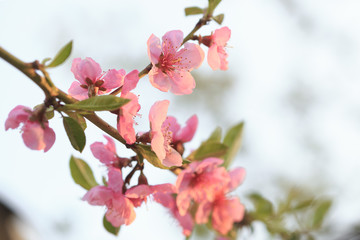 Obraz na płótnie Canvas Fruit trees in bloom in the spring against the sky