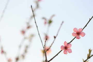 Fruit trees in bloom in the spring against the sky