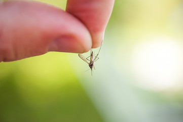 Photo of a close-up of a mosquito sitting on skin, disease carrier of malaria, insects