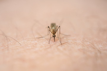 Photo of a close-up of a mosquito sitting on skin, disease carrier of malaria, insects