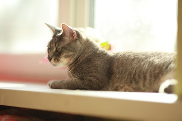 Cat lying on a window