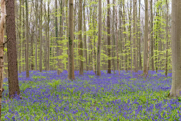 Naklejka na ściany i meble Hallerbos forest. The Hallerbos (Dutch for Halle forest) is a forest in Belgium situated in Flemish Brabant, known for its bluebell carpet which covers the forest floor for a few weeks each spring