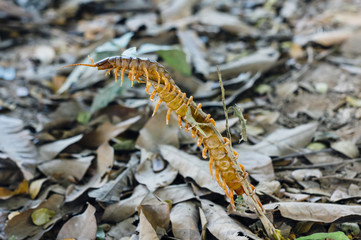 Giant centipede Scolopendra on the forest ground in Laos