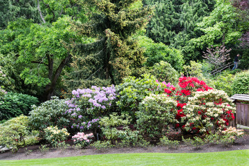 Brilliant Azaleas and Rhododendrons