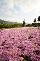 Fototapeta premium 芝桜