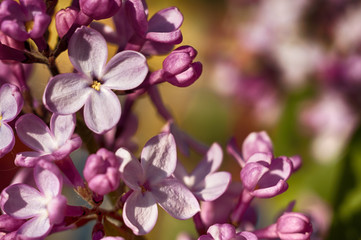 Fototapeta na wymiar Lilac flowers (Syringa vulgaris)