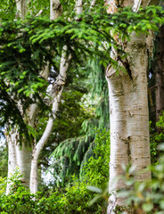 Fototapeta premium White Bark on Birch Trees