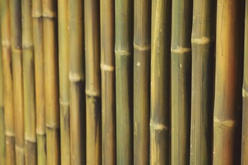 Line of bamboo fence wall background selective focus