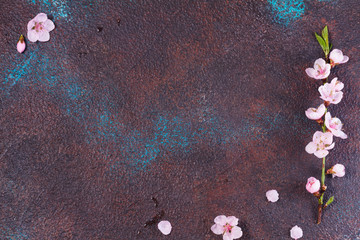 pink cherry blossom flowers frame on textured background