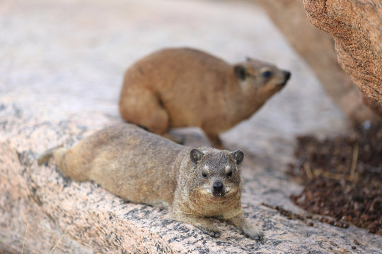Procavia capensis g&oacute;ralka przylądkowa