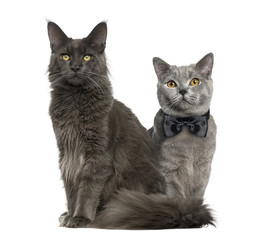 Obraz premium A cat and another with bow tie sitting, isolated on white