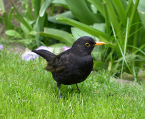 Amsel 05
