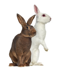 Belgian Hare and White albino hare isolated on white