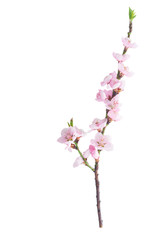 Pink cherry blossom twig isolated on white background
