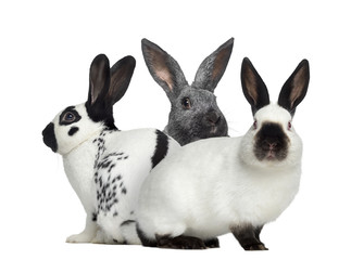 Checkered rabbit and Argente rabbit and Russian rabbit isolated