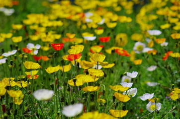 満開のポピーの花畑