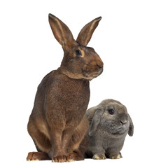 Holland Lop rabbit and Belgian Hare isolated on white