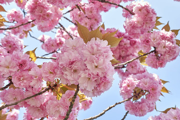 Obraz premium Prunus serrulata