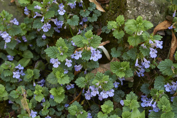  Glechoma hederacea