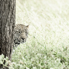 Leopard behind a tree in Serengeti National Park
