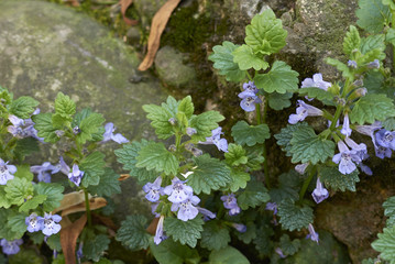  Glechoma hederacea
